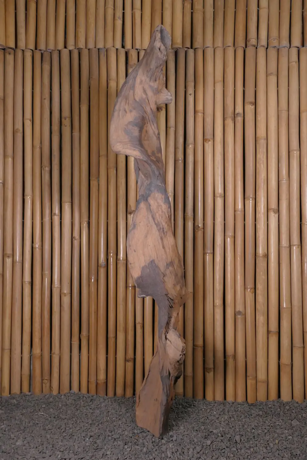  Product image 1 of the product “Root made of teak wood about 165cm height ”